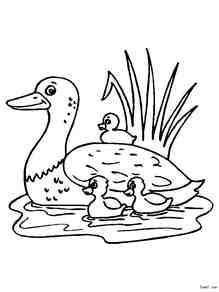 池塘的鸭子简笔画