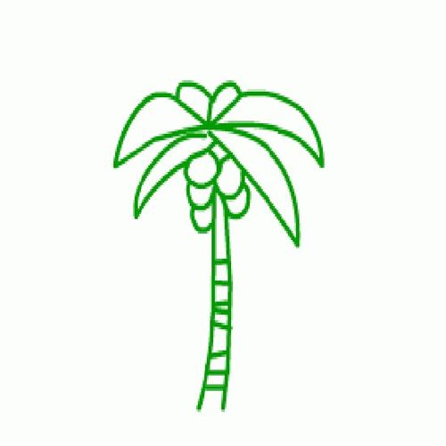 椰子树简笔画椰林森林浴
