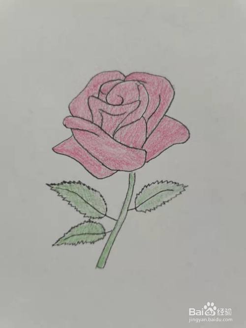 最后涂上漂亮的颜色玫瑰花简笔画你学会了吗