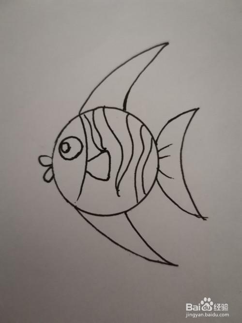 幼儿简笔画热带鱼怎么画图-百度经验