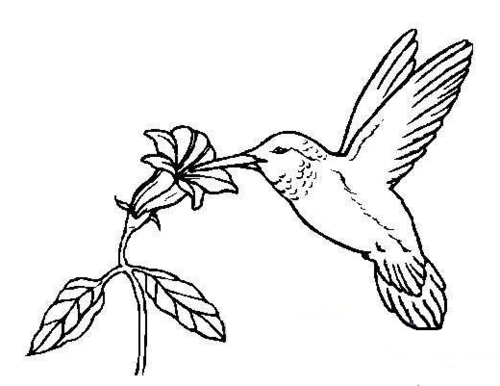 花儿与小鸟简笔画