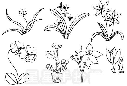 卡通简笔画 兰花简笔画简单画法兰花属兰科是单子叶植物为多年生