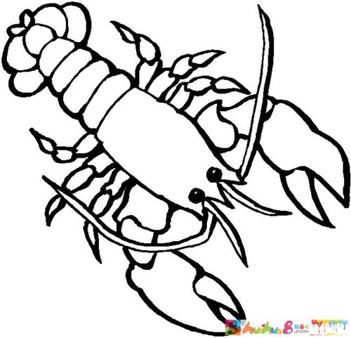 有小龙虾的简笔画龙虾简笔画颜色的龙虾简笔画怎么画龙虾简笔画