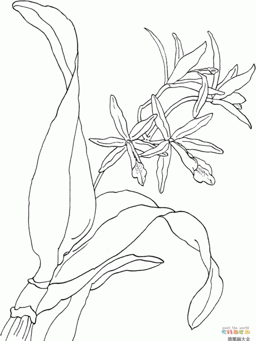美丽的兰花植物简笔画简笔画大全