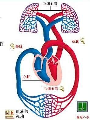 肺循环简笔画