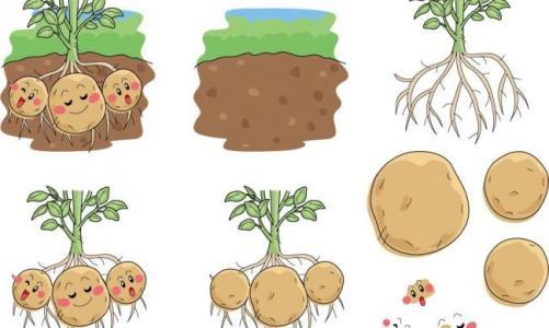 简单土豆简笔画画法图片步骤小小画家 土豆也就是马铃薯啦马铃薯简笔