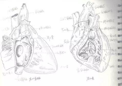 心脏的解剖结构图简笔画