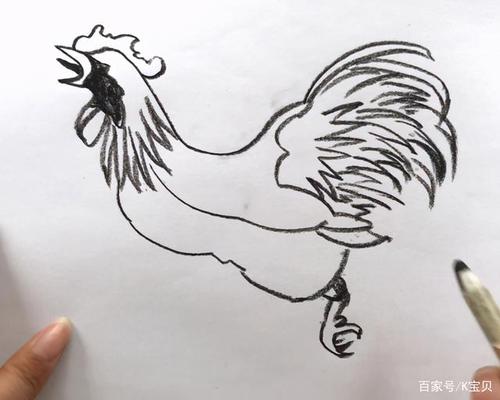 一只大公鸡的自白简笔画一直鸡呼叫大家关注鸡价