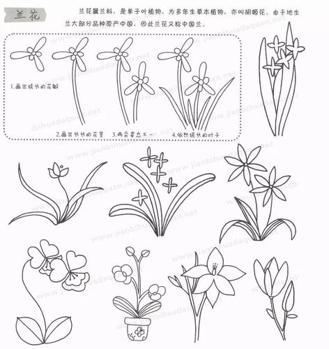 儿童简笔画 简笔画教程儿童植物简笔画大全上中国人历来把兰花