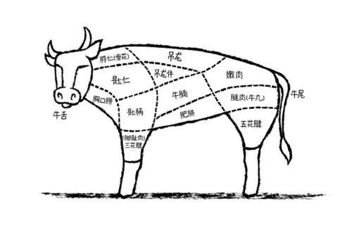 牛的所有器官简笔画