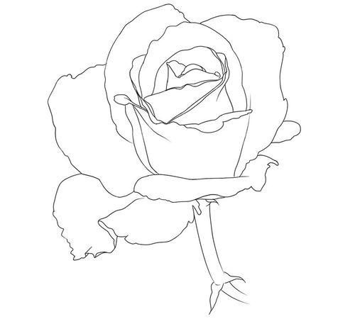 蔷薇花的简笔画