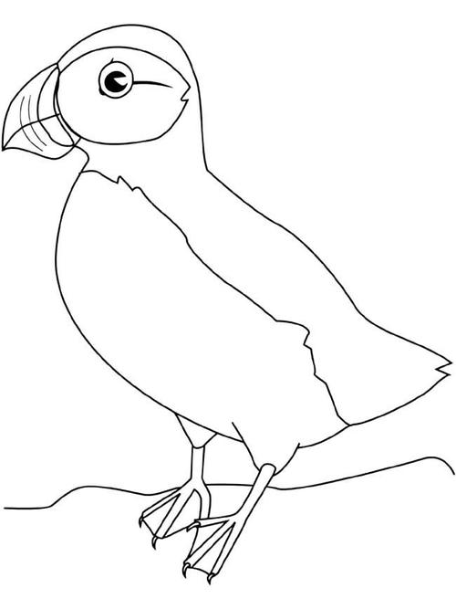 海雀小鸟动物简笔画步骤图片大全