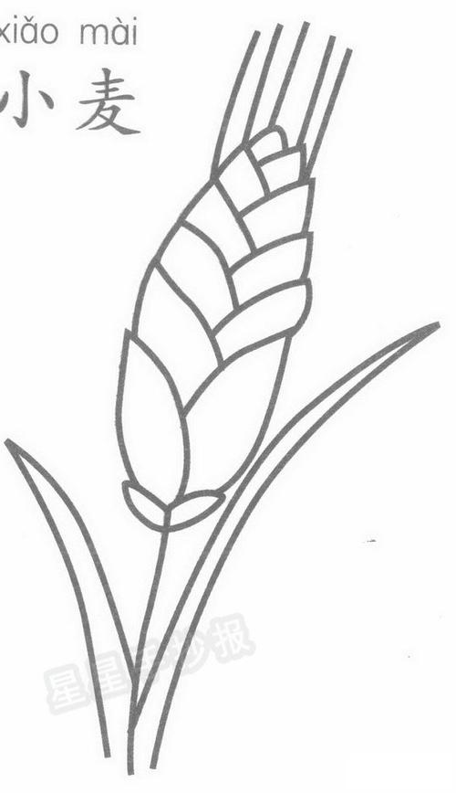 小麦简笔画示例图片关于小麦的资料形态特征秆直立 丛生具6-7节高
