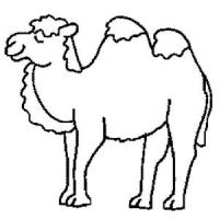沙漠上有骆驼简笔画