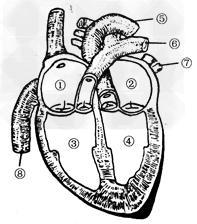 简笔画 初中生物试题 血液循环的途径 下图是人体心脏结构示意图据图.