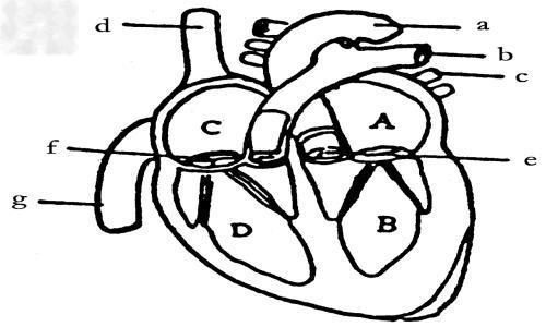 人体心脏结构示简笔画