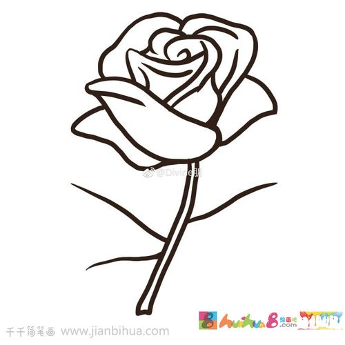 漂亮的玫瑰花简笔画步骤图让我们一起前来学习哦了玫瑰花的画法吧
