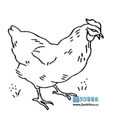 简笔鸡画鸡简笔画-简笔鸡十二生肖鸡简笔画鸡的简笔画图片大全作品