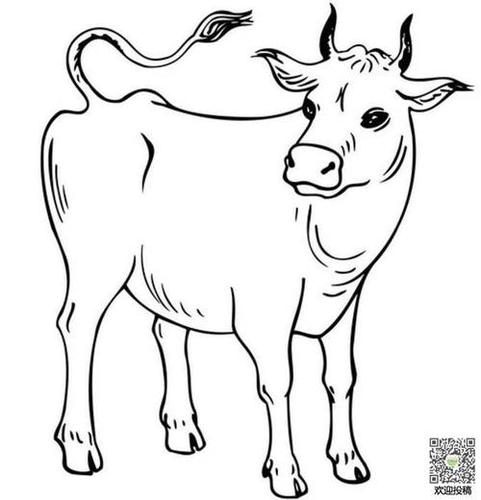 简笔画动物简笔画草原上的牛查看全文说到牛