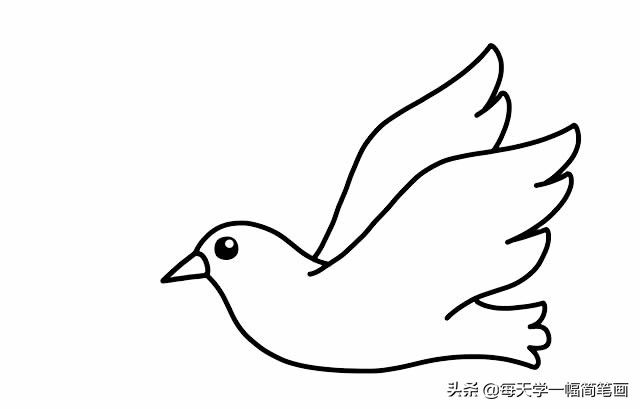 每天学一幅简笔画--白鸽子简笔画的画法