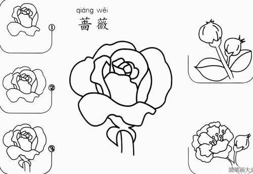 蔷薇花怎么画简笔画步骤图片 蔷薇花素描画法剖析