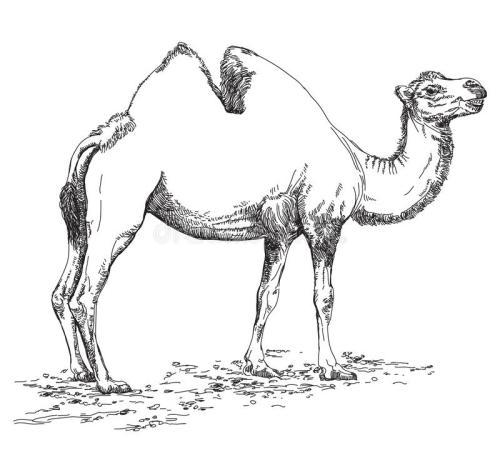 彩铅骆驼简笔画