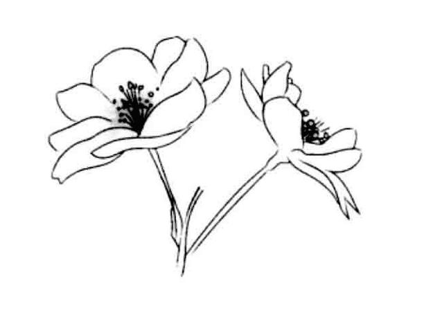 海棠花的简笔画图片赏析
