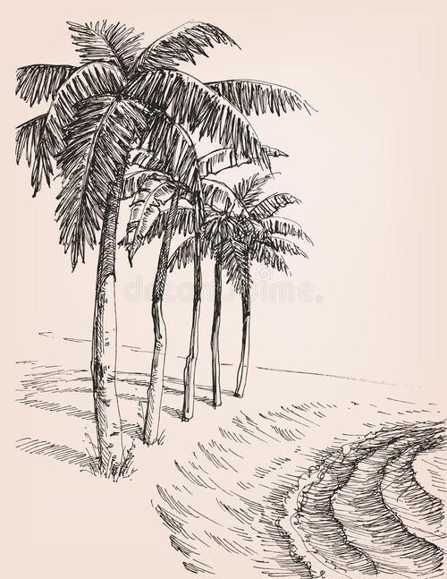 棕榈树简笔画图片教程