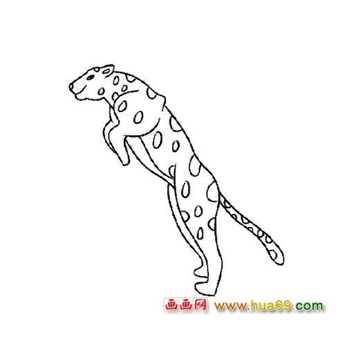 动物简笔画 动物简笔画站立的豹子         动物简笔画凶猛的小豹子