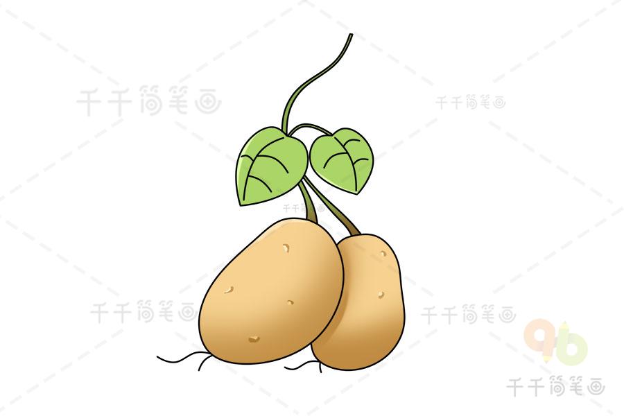 土豆简笔画简单画法
